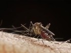 No RN, 27 municípios registram alta incidência de casos de dengue