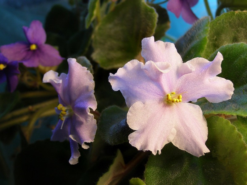 Violeta-africana (saintpaulia): saiba como cultivar e cuidar da planta -  Casa e Jardim | Paisagismo