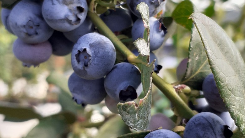 mirtilo-blueberry-fruta-minas-gerais-colheita (Foto: Mariana Grilli/Ed.Globo)