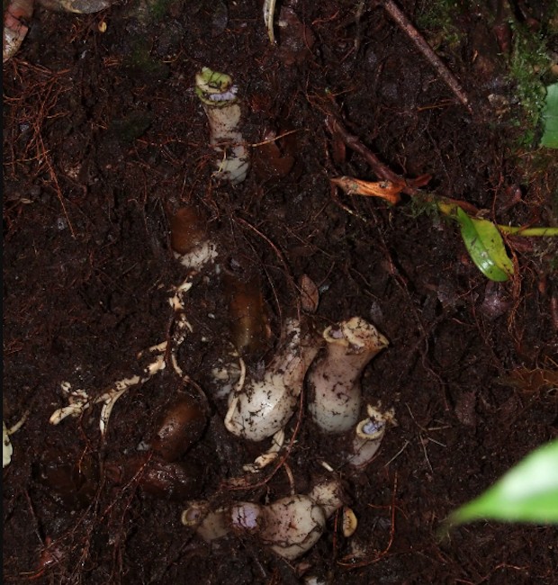 Nepenthes pudica é composta de brotos subterrâneos com pequenas folhas totalmente brancas e livres de clorofila (Foto: Martin Dančák / Reprodução)