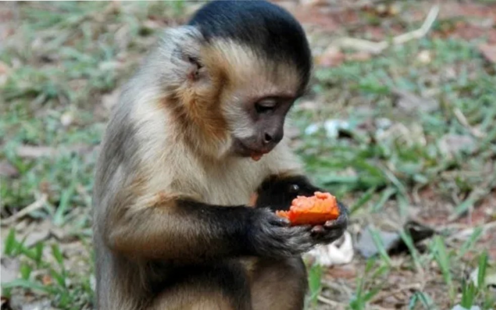 Macaco prego no Parque Areião, em Goiânia — Foto: Reprodução/Site Amma