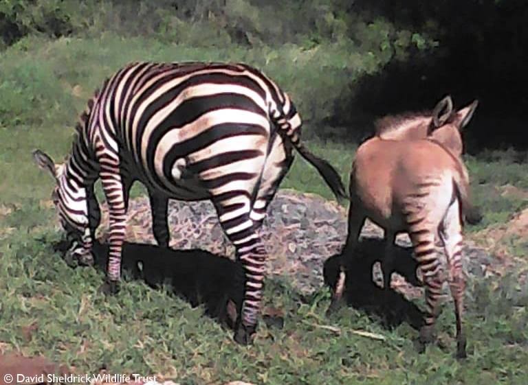 Após resgatarem uma zebra fujona, biólogos se surpreenderam com o nascimento do filhote, que apresenta traços de ambos os equinos (Foto: Sheldrick Wildlife Trust)