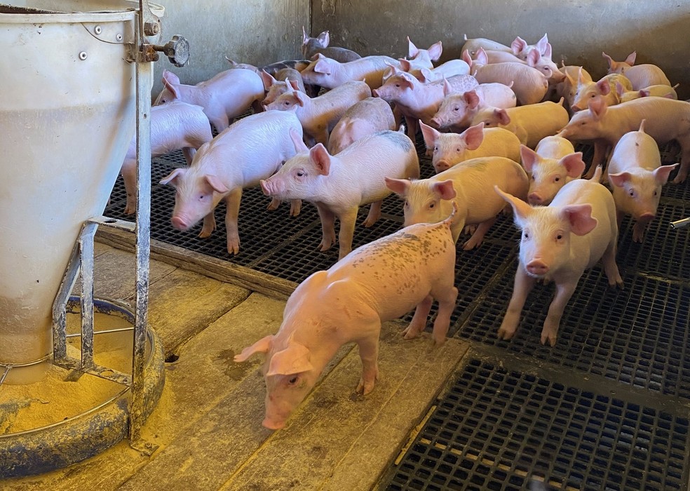 Segundo a Acrismat, os produtores estão tendo prejuízo de R$ 300 por animal — Foto: Reprodução/Assessoria