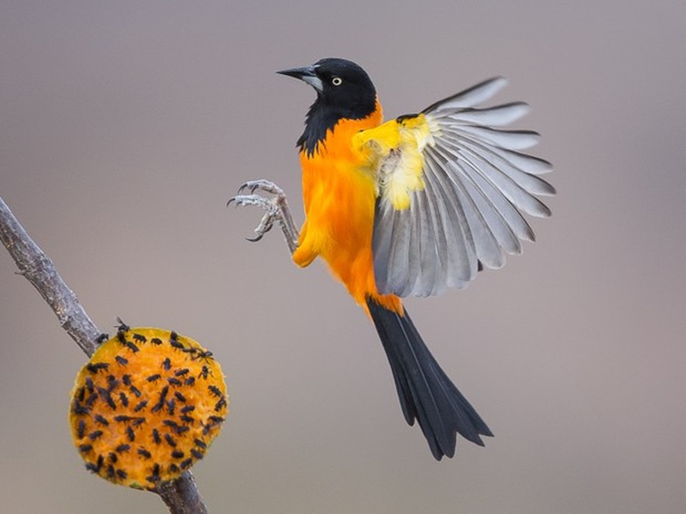 Corrupiao E Considerado Uma Das Aves Mais Bonitas Do Brasil Terra Da Gente G1 Seja bem vindo e encontre boas noticias! corrupiao e considerado uma das aves