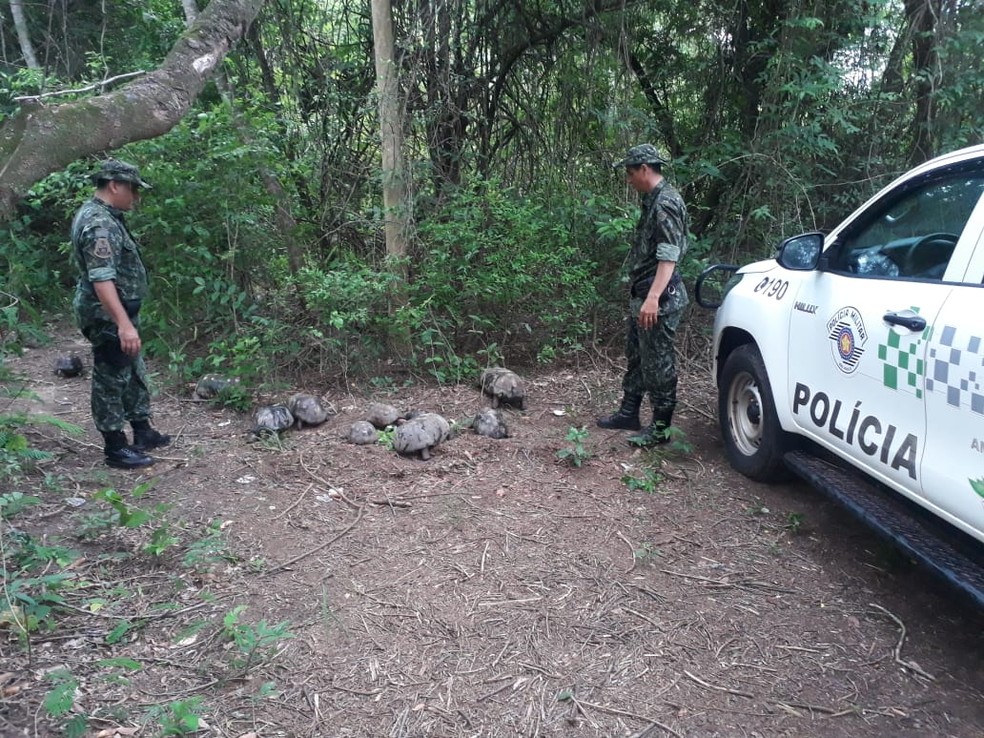 Polícia Ambiental resgata jabutis mantidos em cativeiro — Foto: Polícia Ambiental 