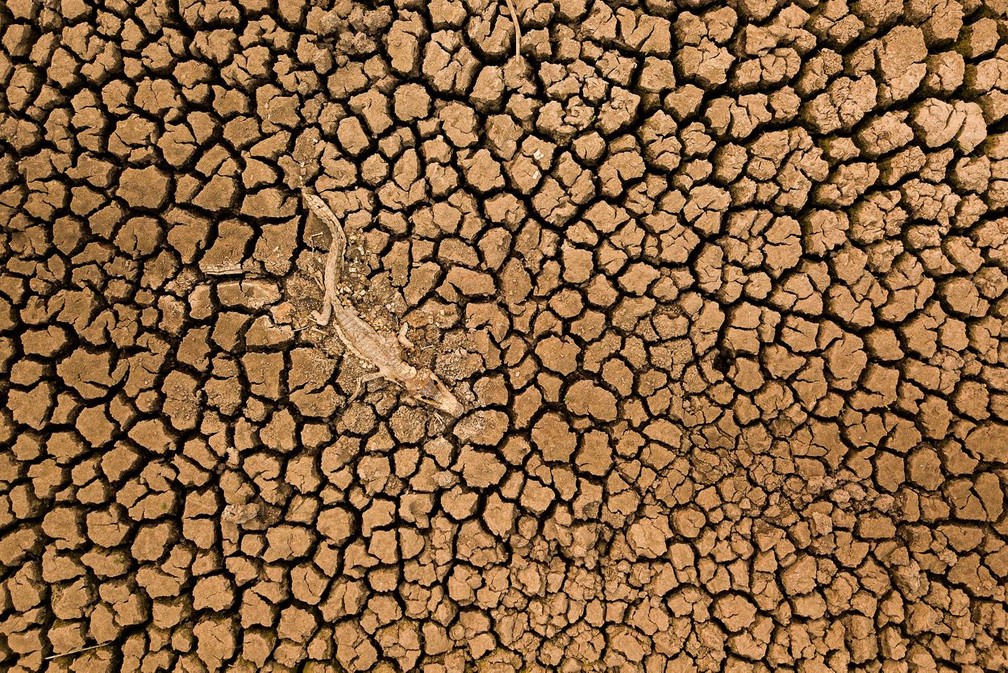 Carcaça de jacaré do Pantanal (Caiman yacare) em solo seco às margens da Rodovia Transpantaneira, município de Poconé (Mato Grosso) — Foto: Daniel De Granville Manço / TNC Photo Contest 2021