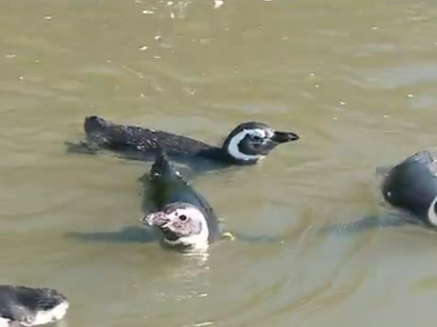 Pinguins e tartarugas são devolvidos à natureza após reabilitação em Rio  Grande; vídeo, Rio Grande do Sul