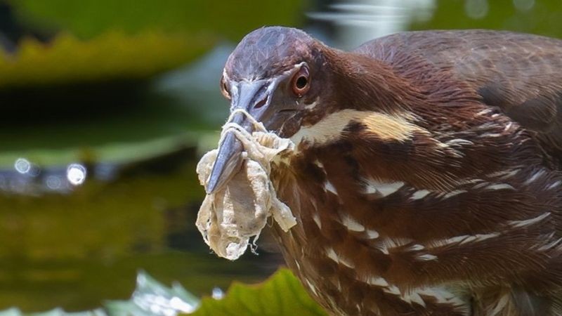 Máscaras, como esta presa em um pássaro em Cingapura, são os itens relacionados à pandemia mais comuns nas fotografias (Foto: Adrian Silas Tay via BBC News)