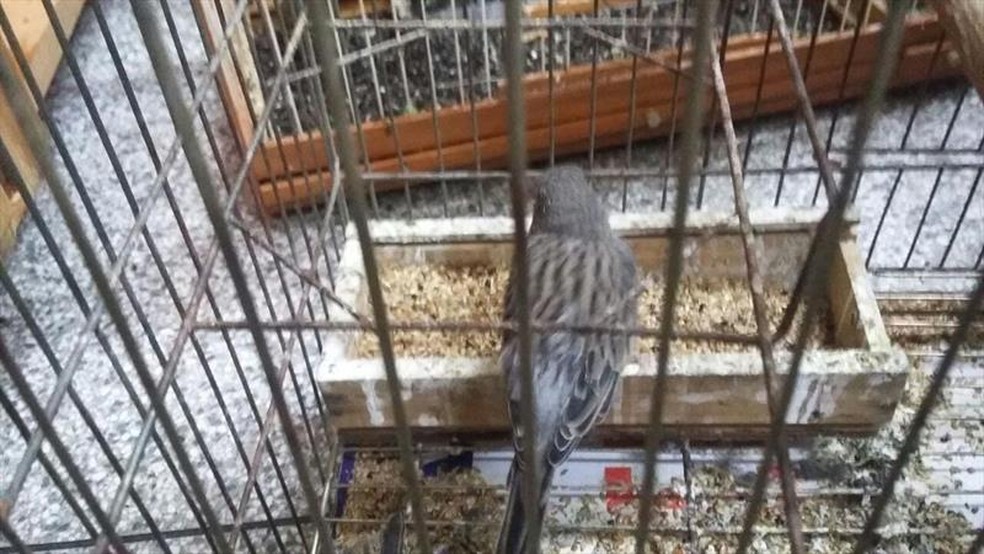 Aves não recebiam luz solar — Foto: Divulgação/Prefeitura de Curitiba