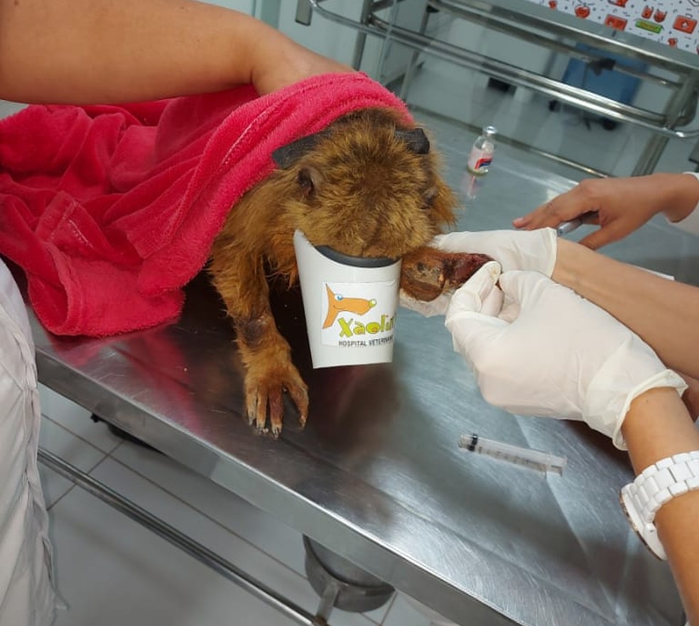 Macaco está tomando medicamentos para curar ferimentos  — Foto: Corpo de Bombeiros