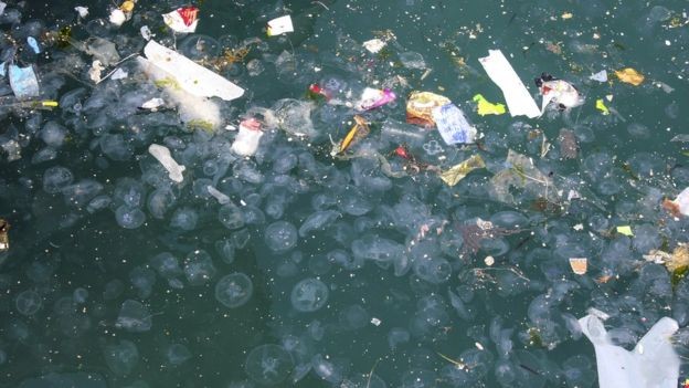 Resíduos grandes de plástico podem intoxicar e obstruir as vias aéreas dos animais. Mas os microplásticos, com menos de 5 milímetros, também podem causar danos (Foto: BLACKLENZ/GETTY IMAGES/BBC)