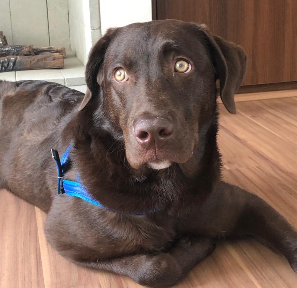 Labrador Pingo aguarda há dois meses para receber a vacina antirrábica, que está em falta no estado de São Paulo — Foto: Arquivo pessoal