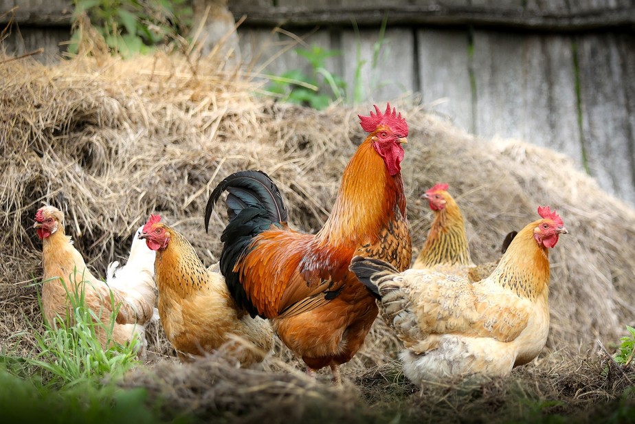 A gripe aviária pode atingir tanto aves silvestres quanto aquelas utilizadas comercialmente para corte e produção de ovos