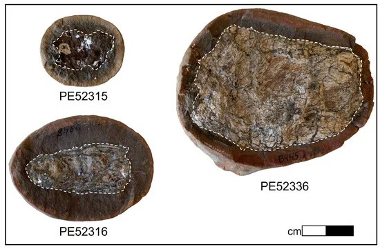 Imagem de umas das pedras contendo fezes fossilizadas ( coprólitos) de um animal não identificado, mas já exitnto (Foto: Curtin University)