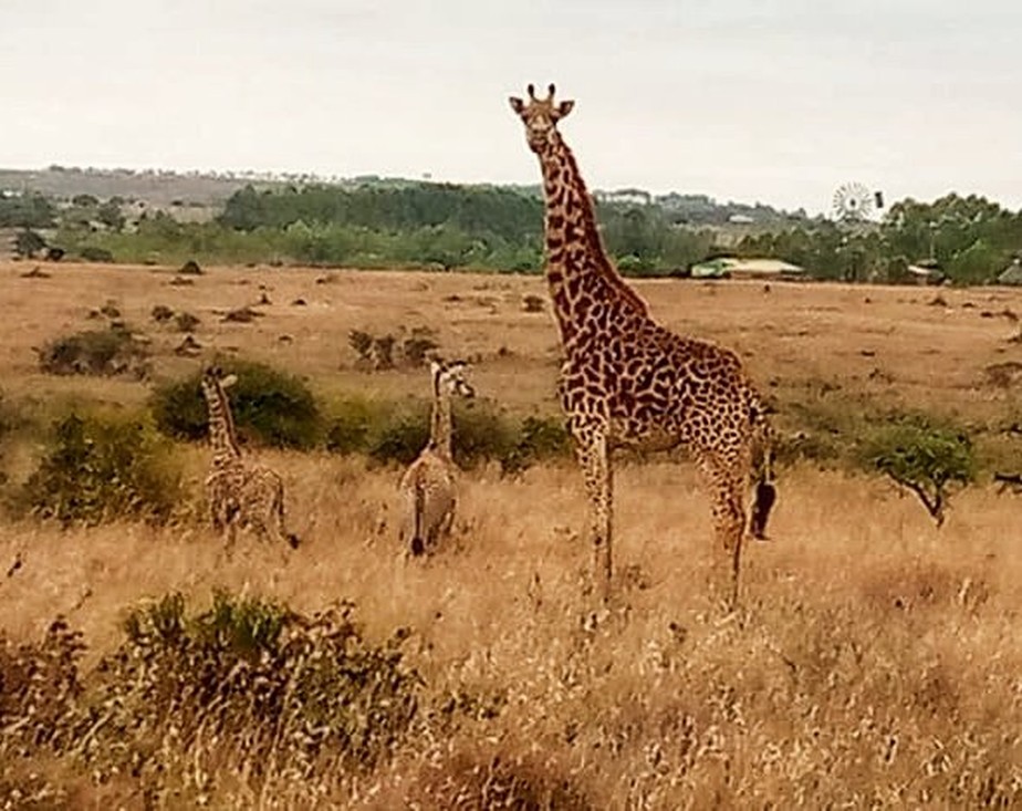 Girafa com as crias gêmeas nascidas em Nairobi, no Quênia