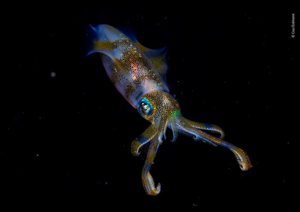 Cruz Erdmann, que registrou na Indonésia a foto batizada de "Brilho Noturno". Durante um mergulho noturno, ele flagrou as cores de uma lula de recife. — Foto: Cruz Erdmann/WPY 2019/Natural History Museum