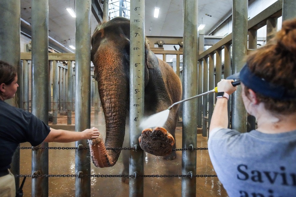 Os tratadores de elefantes Kristin Windle, à esquerda, e Caiti Amox dão um banho refrescante ao elefante Methai no zoológico de Houston, no Texas, EUA (24/06/2022). — Foto: Brett Coomer/Houston Chronicle via AP