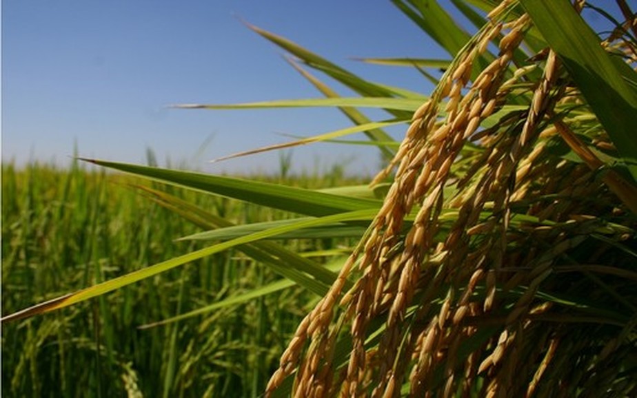 Desde o início da pandemia, em 2020, o preço do arroz subiu 57%, aumento maior do que o registrado no setor de alimentação como um todo (46,5%)