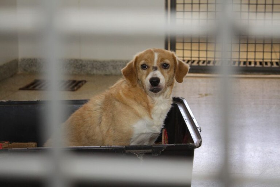Cachorro disponível para adoção.  — Foto: Foto: Agência Brasília
