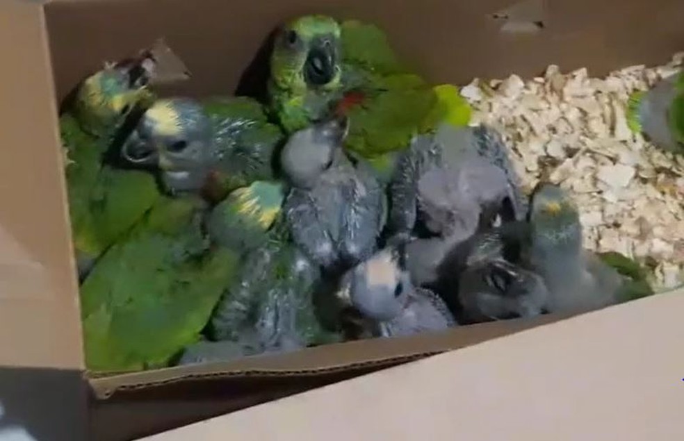 Aves resgatadas serão transferidas ao Centro de Triagem de Animais Silvestres (Cetas) em Cocal, no Piauí, para serem futuramente reinseridos na natureza após tratamento. — Foto: Reprodução