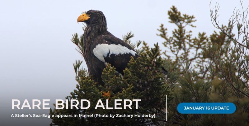 Grupos na internet compartilham informações sobre o paradeiro da ave (Foto: Reprodução/Maine Adubon via BBC News)