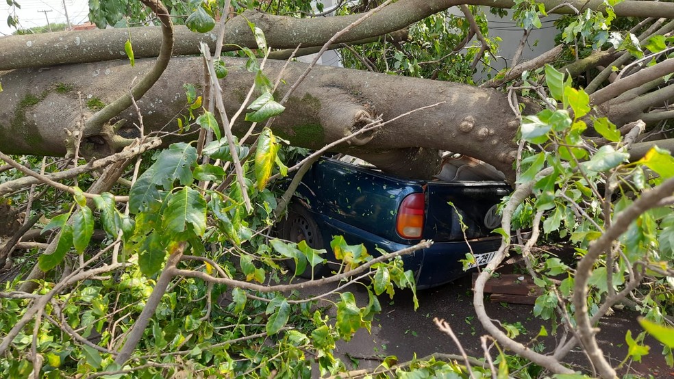 Árvore caiu sobre um carro durante a tempestade em Barra Bonita  — Foto: Anderson Camargo / TV TEM 