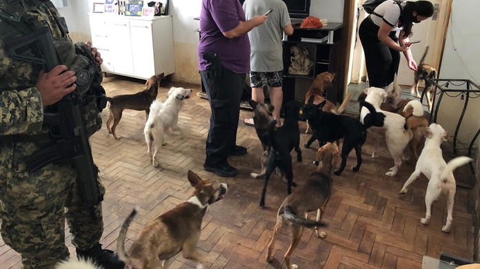Operação resgata dezenas de cães em um apartamento na Tijuca, na ...