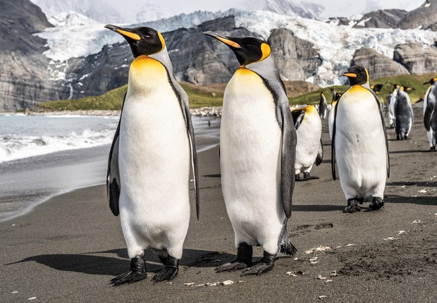O monitor de pinguins fará o acompanhamento da espécie na região da Antártica (Foto: Hubert Neufeld/Unsplash)