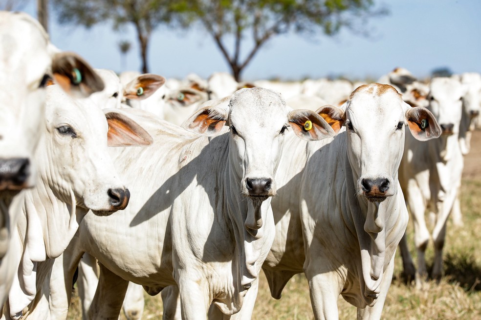 Mato Grosso possui o maior rebanho bovino no país — Foto: Indea-MT