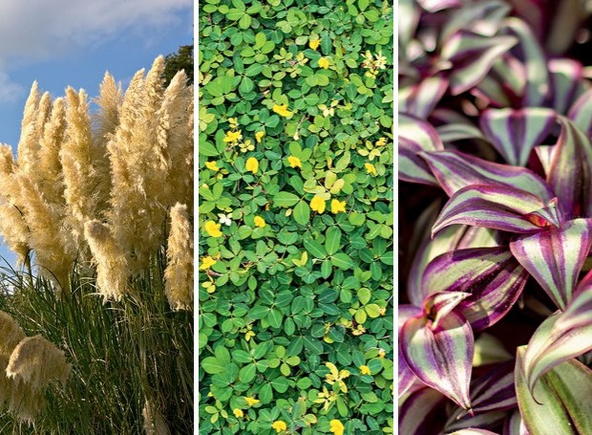 10 Exemplos De Plantas Nativas Do Rio Grande Do Sul