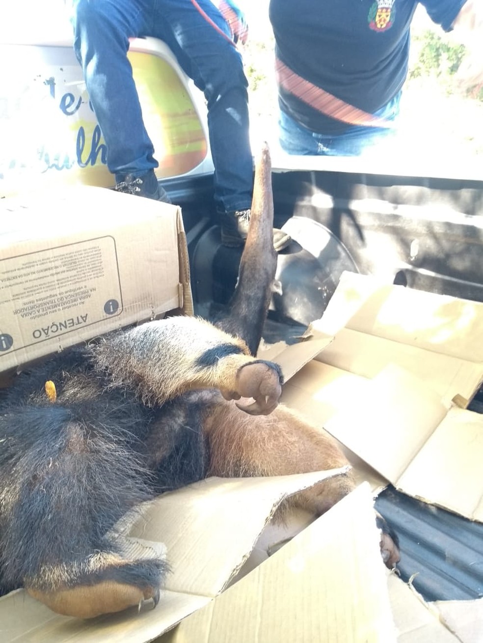 Tamanduá-bandeira foi resgatado depois de ser atropelado — Foto: Polícia Ambiental 