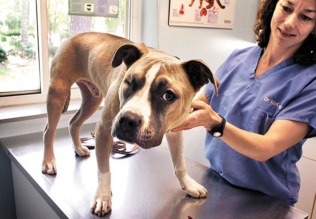 Hospital promove campanha oftalmológica para pets - ÉPOCA | Farejador Bichos