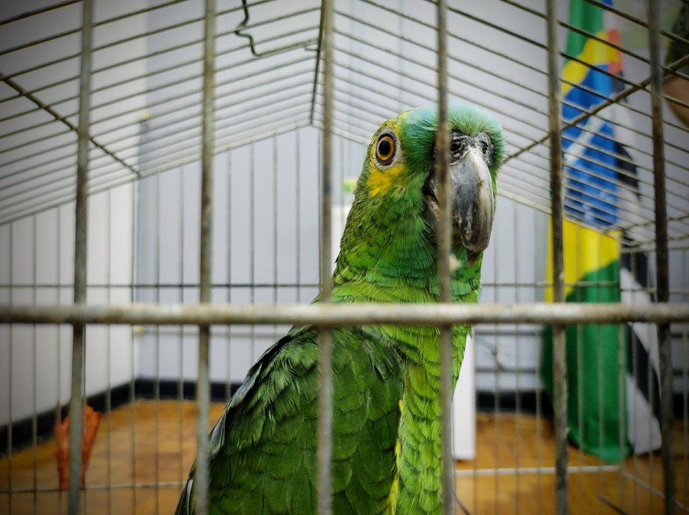 O papagaio-verdadeiro é o psitacídeo (periquitos, papagaios, maitacas e araras) mais traficado no país — Foto: Stephanie Fonseca/G1