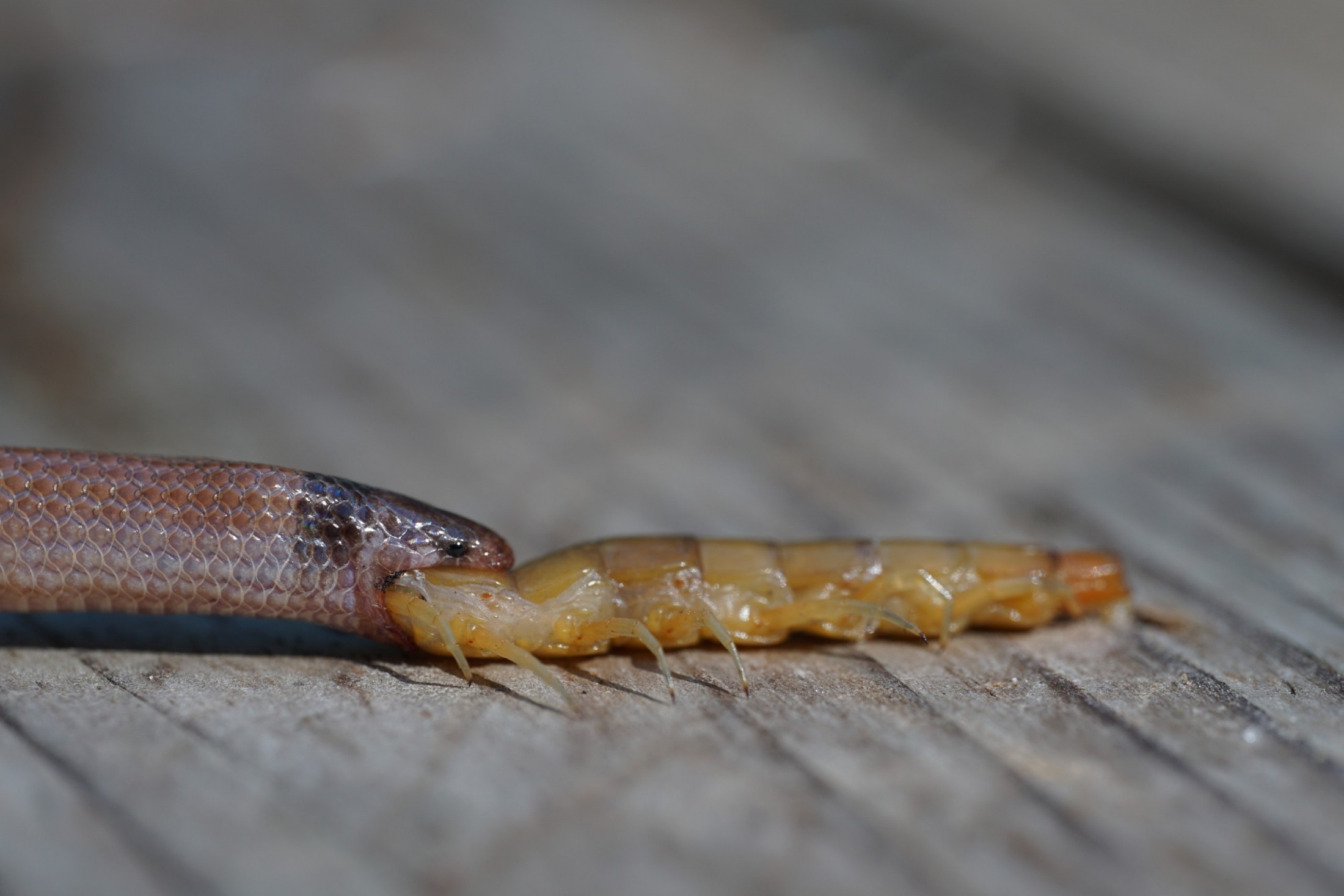A cobra da espécie Tantilla oolitica, avistada já morta enquanto tentava engolir uma centopéia (Foto: Divulgação/ Florida Museum)