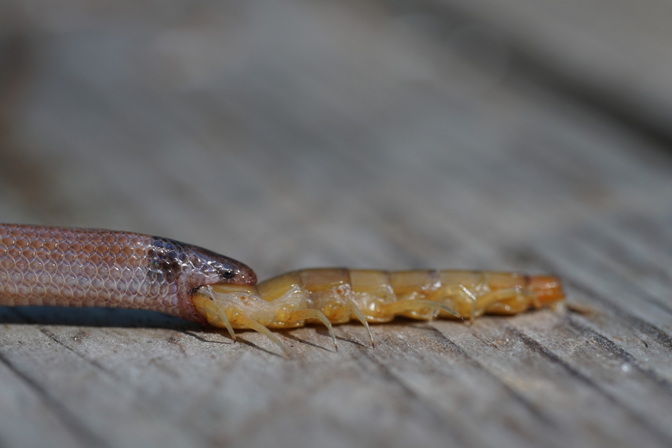 Cobra com duas cabeças é descoberta na África do Sul - Olhar Digital