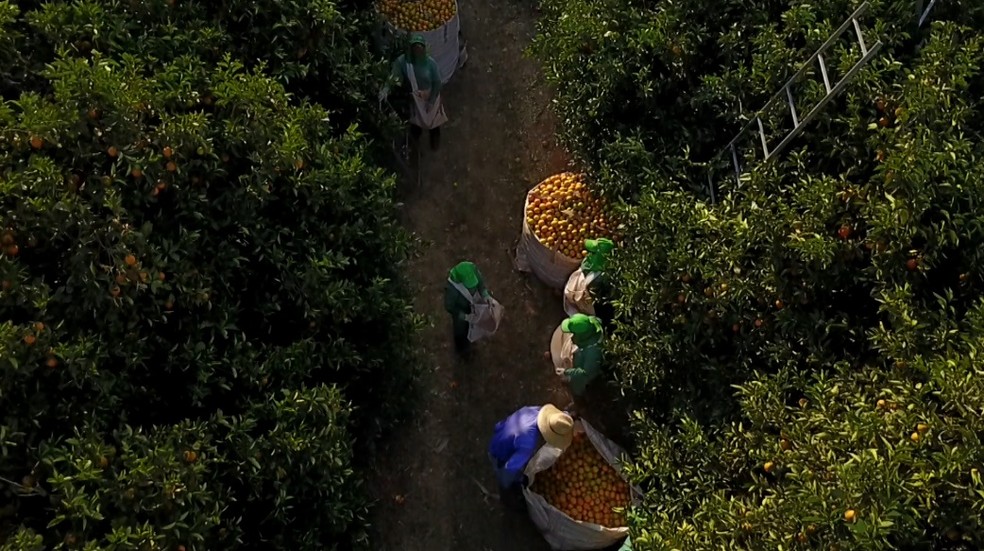 Lavoura de laranja na zona rura em Bebedouro, SP — Foto: Reprodução/EPTV