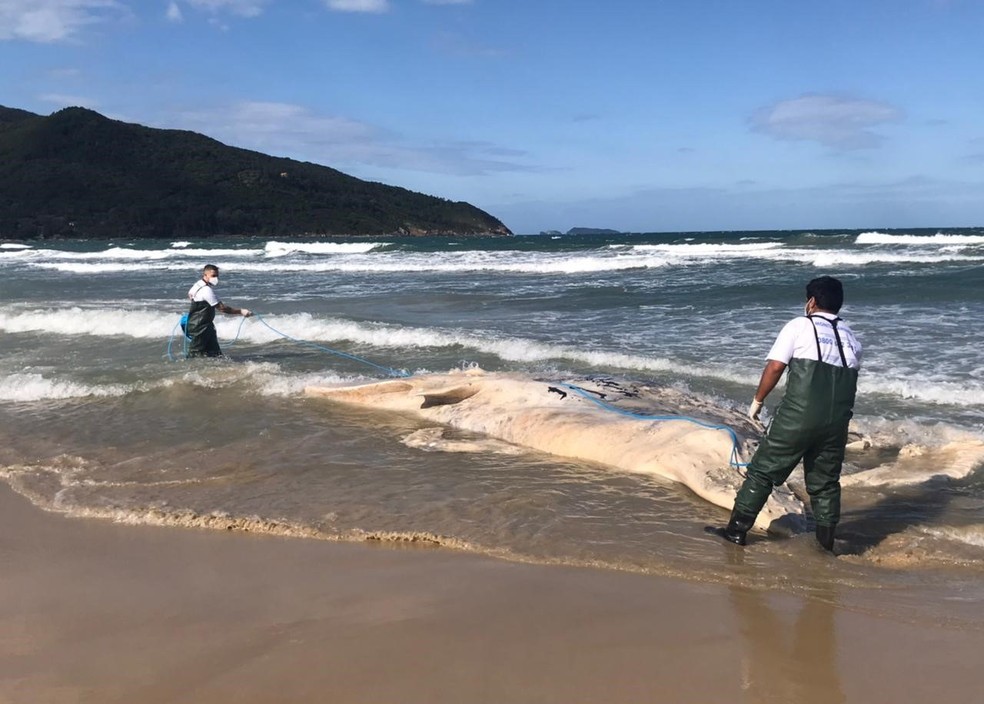Animal foi encontrado em avançado estágio de decomposição — Foto: Regina Reis/R3 Animal