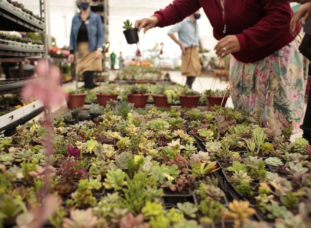 A maior floricultura do Brasil, em Curitiba, comporta até 100 mil plantas (Foto: Esalflores / Divulgação)