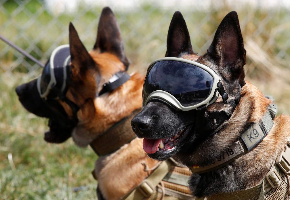 C&atilde;es farejadores s&atilde;o treinados na Alemanha para farejar pessoas com o novo coronav&iacute;rus &mdash; Foto: Wolfgang Rattay/Reuters
