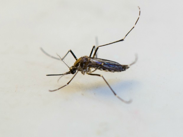 Mosquito Aedes aegypti, transmissor da dengue, vírus da zika e febre chikungunya (Foto: Junior Silgueiro/Gcom-MT)