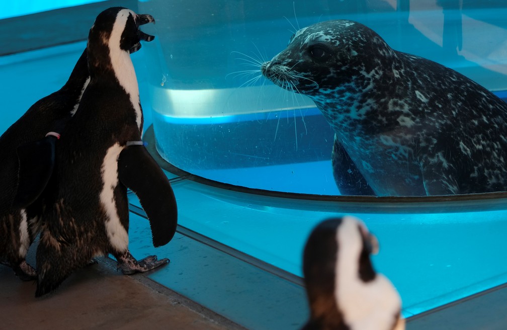 Pinguins-africanos observam uma foca em um aquário no Hakkeijima Sea Paradise, que está fechado em meio à pandemia de coronavírus COVID-19, em Yokohama, no Japão — Foto: Kazuhiro Nogi/AFP