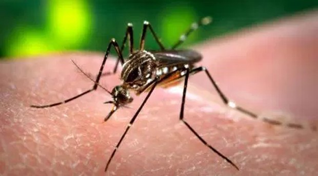 Todos contra o aedes aegypti: mosquito é o transmissor do Zika vírus (Foto: Divulgação )