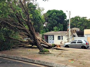 Ventania arrancou árvore em praça localizada no Bairro Aleixo, Zona Centro-Sul de Manaus (Foto: Muniz Neto/G1 AM)
