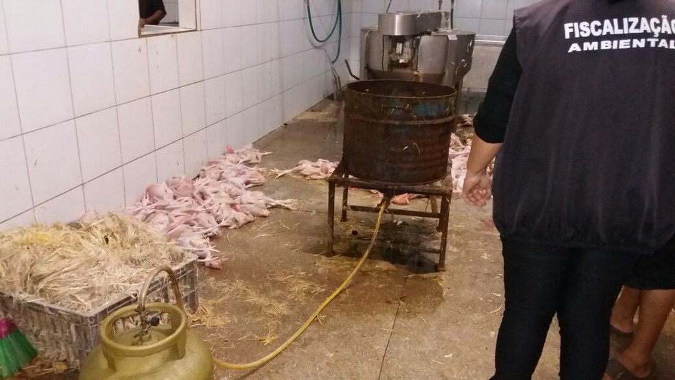 Animais abatidos eram depositados no chão em abatedouro ilegal no RN (Foto: Divulgação/ Sec. de Meio Ambiente de Ceará-Mirim)