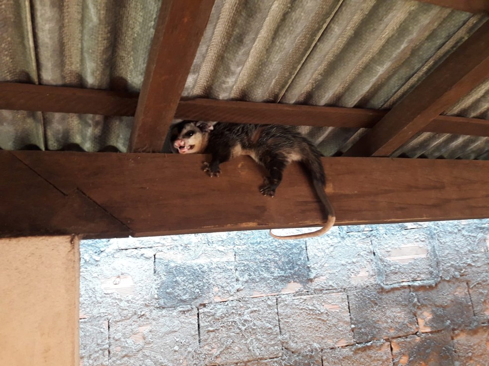 Animal estava no telhado de uma casa em Ituiutaba &mdash; Foto: Corpo de Bombeiros/Divulga&ccedil;&atilde;o