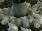 Ração cara faz avicultores sacrificarem filhotes no Sul do país