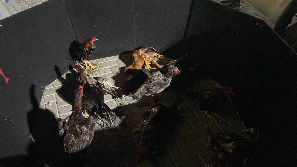 Animais dentro da arena montada para os duelos em Itapema — Foto: Polícia Militar/Divulgação