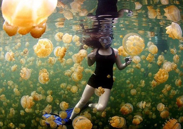  Ciemon Frank Caballes – Yellow Jellies (Foto:  Ciemon Frank Caballes/National Geographic)