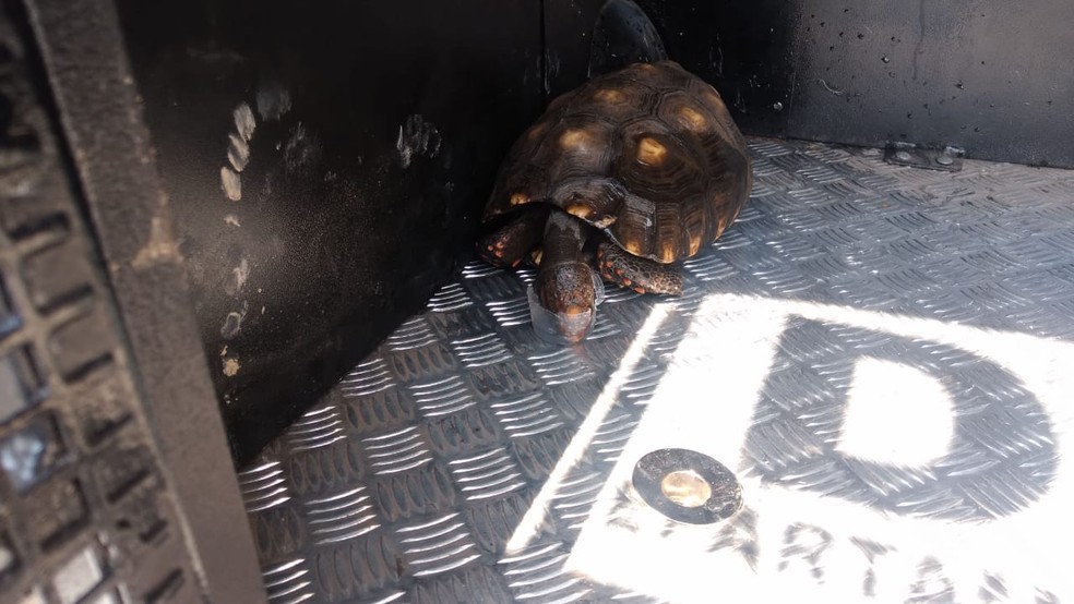 Jabuti é resgatado em meio a incêndio no Parque Municipal Ursulina de Andrade Mello  — Foto: Guarda Municipal/Divulgação