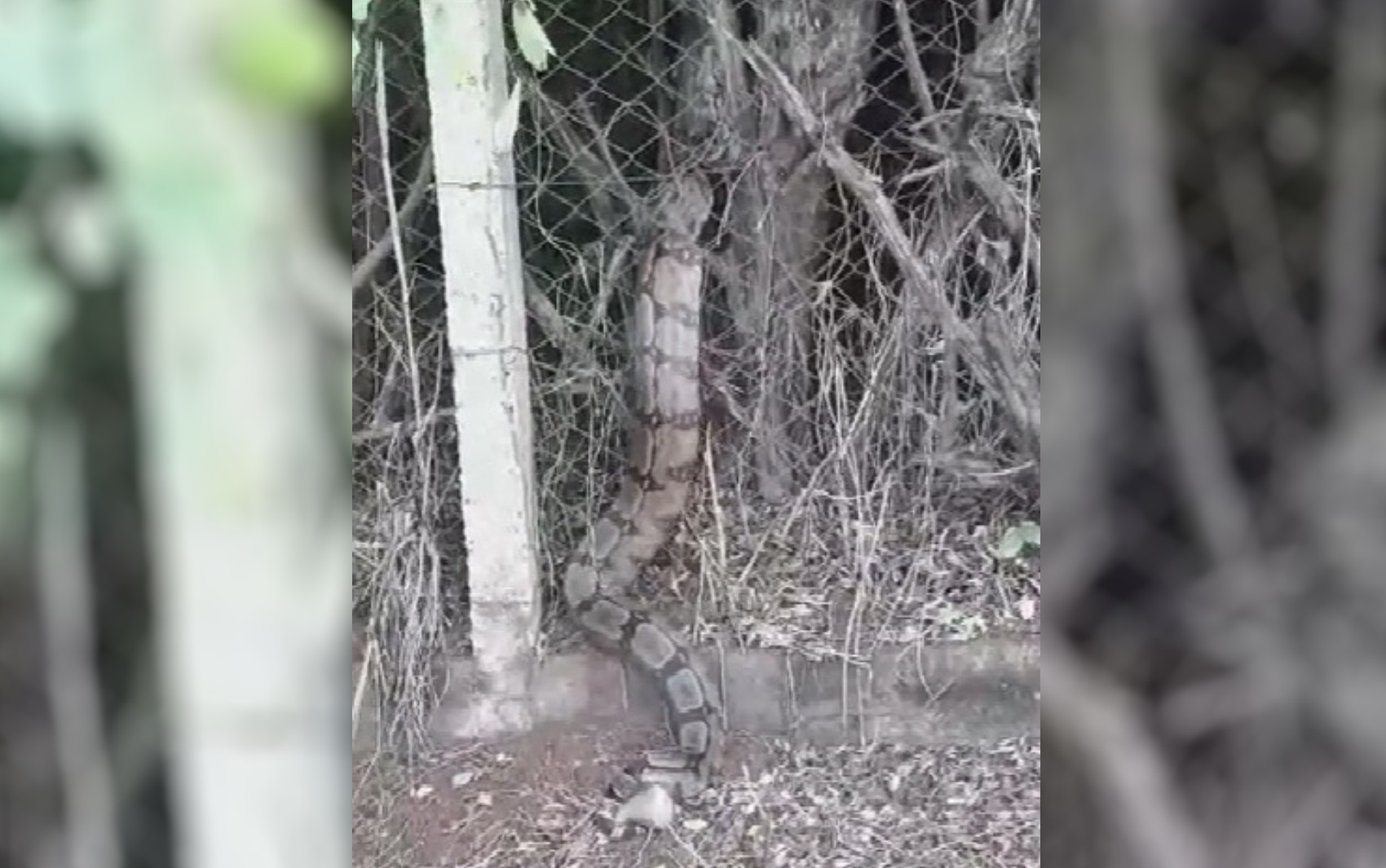 Morador fica impressionado ao filmar cobra rastejando sobre alambrado em rua de Itumbiara; vídeo